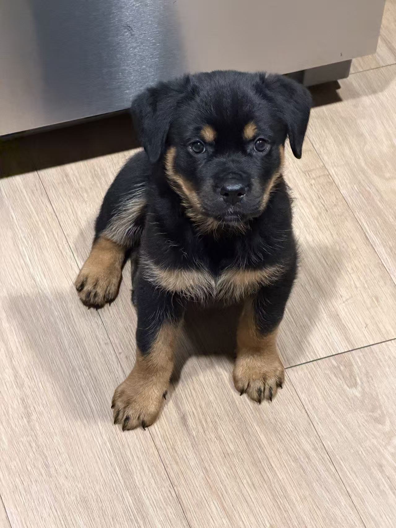 Luna sitting and looking at the camera