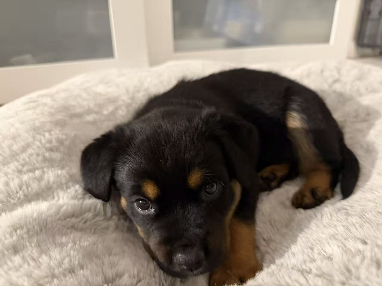 Luna resting on a soft blanket