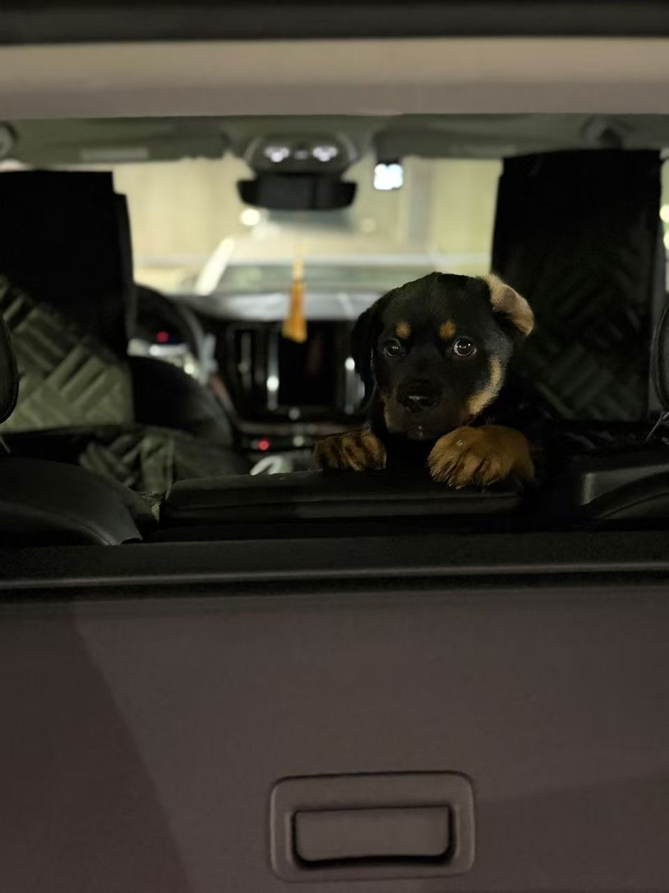 Luna peeking over a car armrest