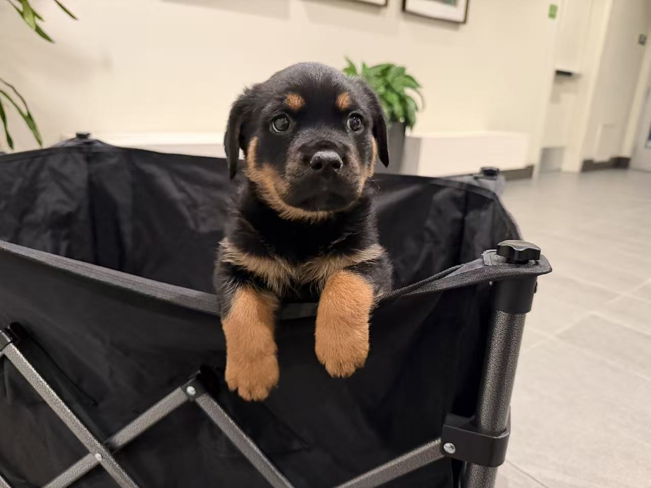 Luna leaning over her puppy pen