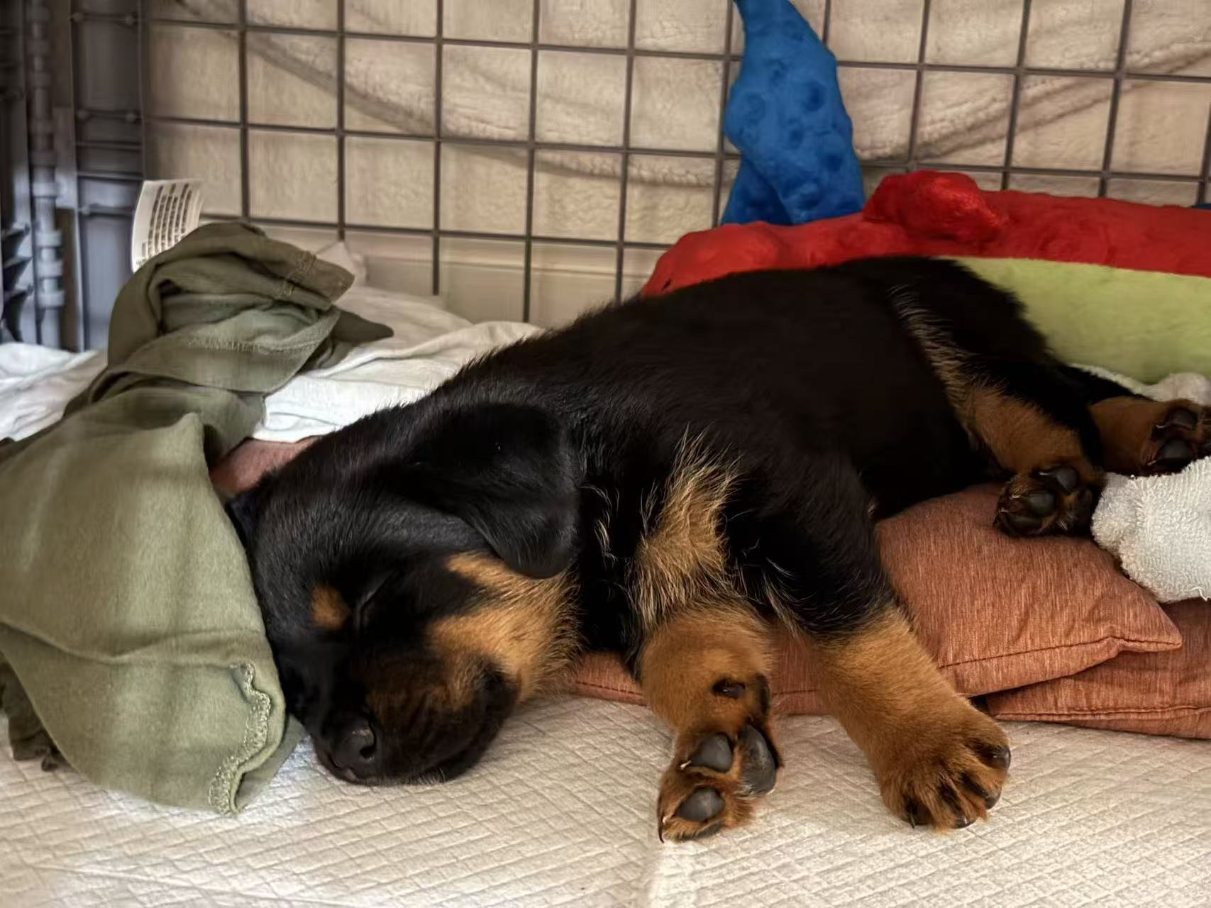 Luna sleeping on her bed